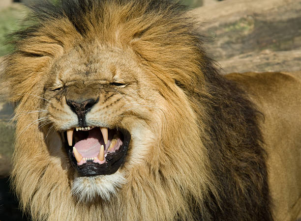 istock beautiful male lion 145192205