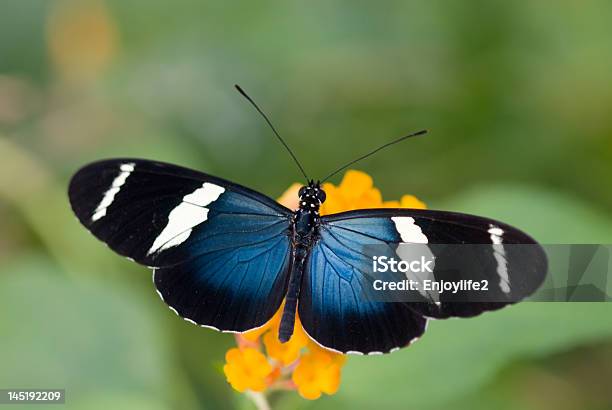 Hermosa Mariposa Foto de stock y más banco de imágenes de Aire libre - Aire libre, Ala de animal, Animales salvajes