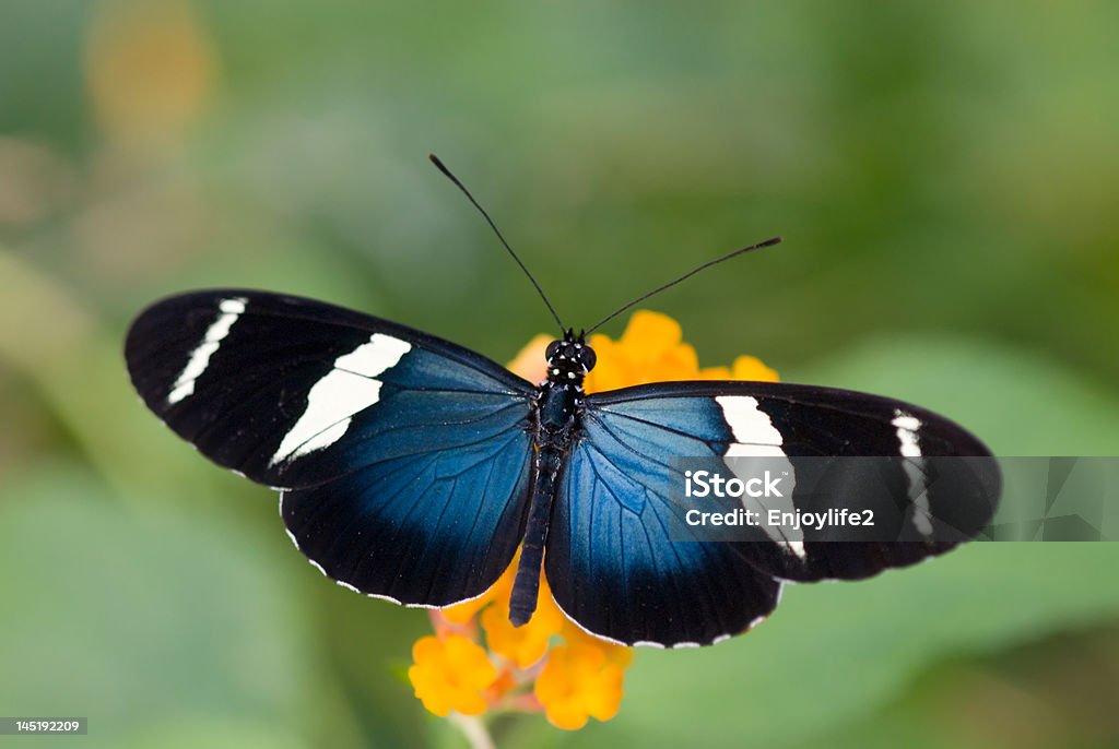 아름다운 나비 - 로열티 프리 가까운 스톡 사진