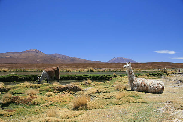 istock Llama's on the Altiplano 145192219