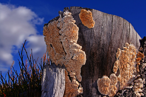 Fungus stump