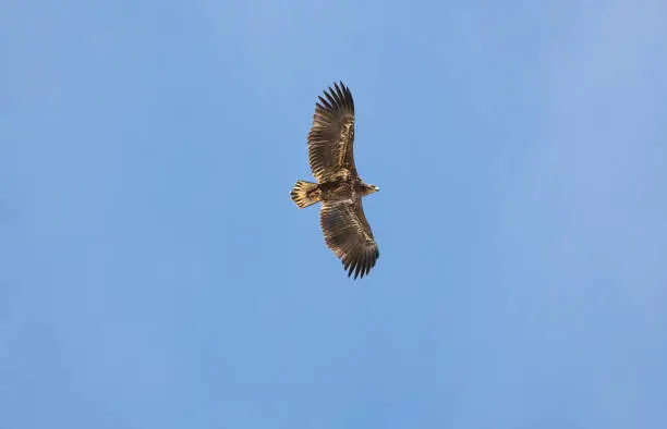 closeup of a juvenile white-tailed eagle (Haliaeetus albicilla) in flight, wings wide spread, bottom view against clear blue sky