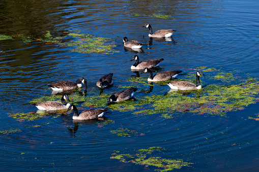 Ducks in lake, Green Lane Lake Park, Pennsylvania, USA