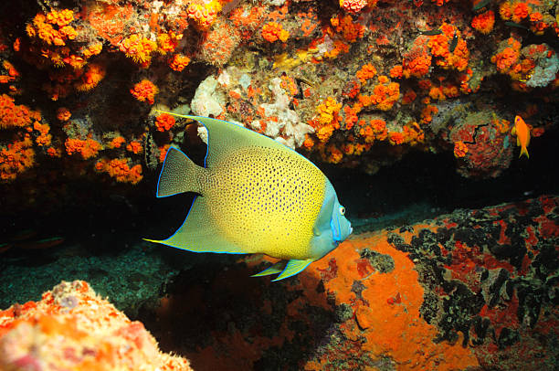 kaiserfisch stock photo