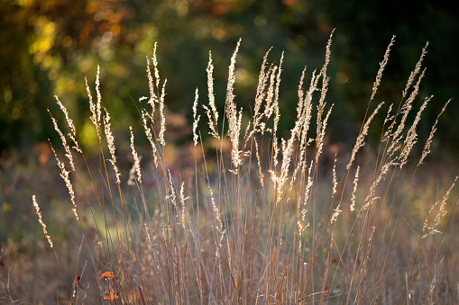 Grasses in Autumn