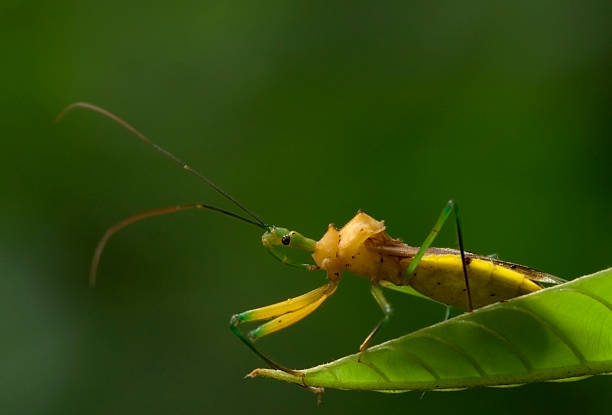 Hemipterus stock photo