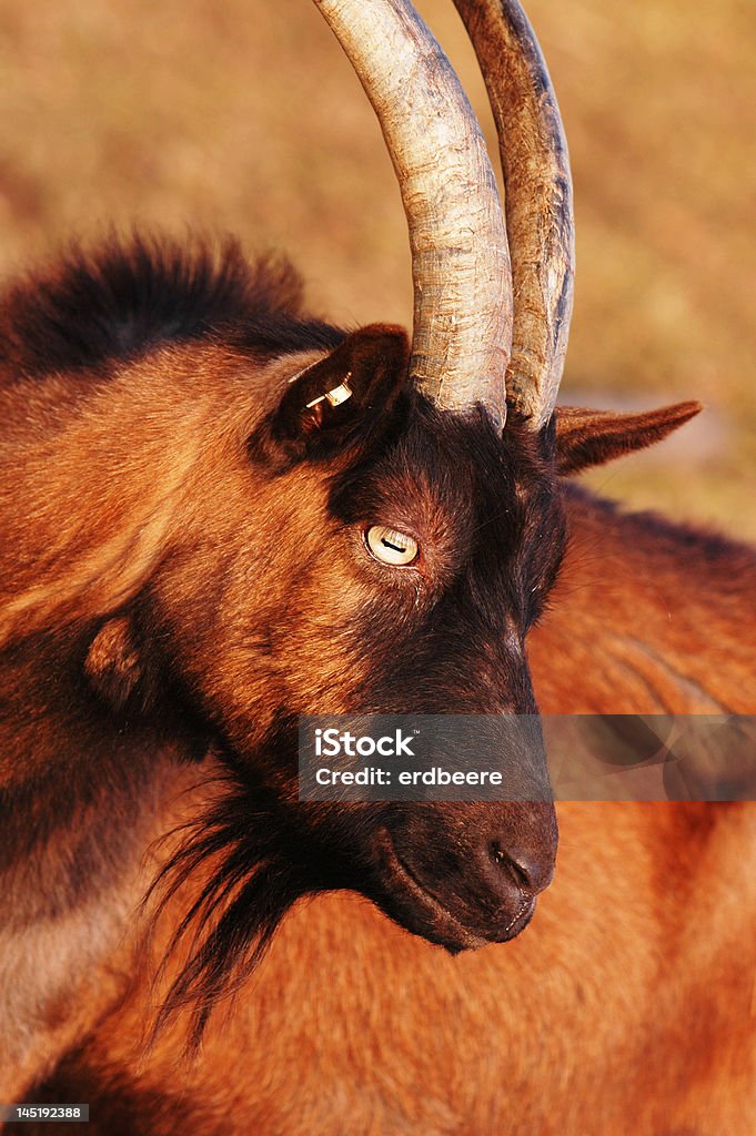 Goat Side portrait of a golden brown goat Animal Stock Photo