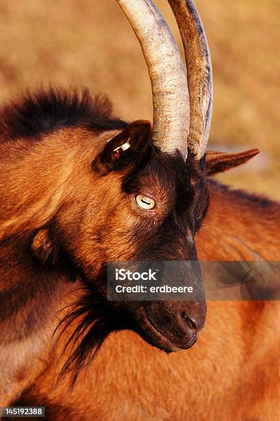 Goat Stock Photo - Download Image Now - Animal, Animal Hair, Black Color