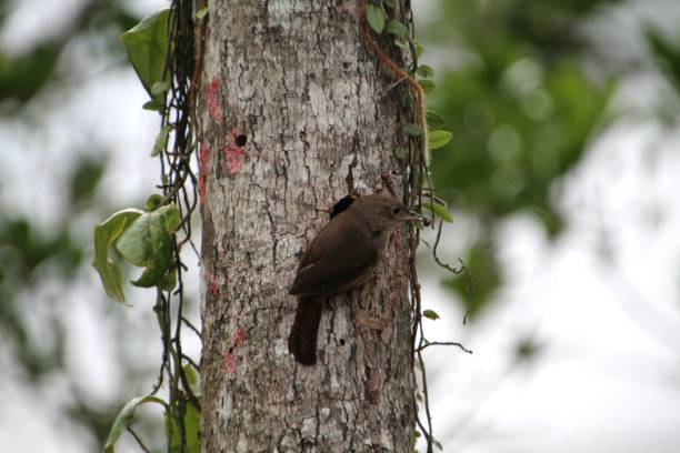 istock bird - wren - troglodytes musculus 1451924443