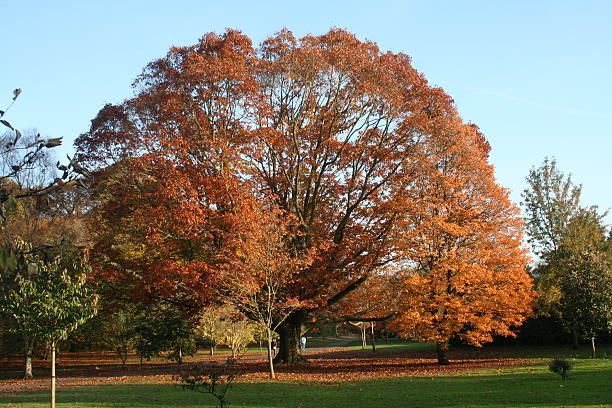 Gorgeous Tree, Castle Grounds, Bute Park, Cardiff stock photo