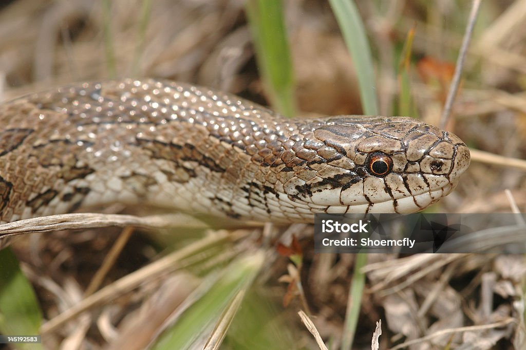 Prairie Cobra da Família dos Colubrídeos - Foto de stock de Animal royalty-free