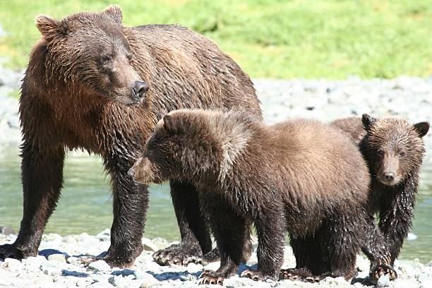 istock Mother Grizzly rounding up cubs 145192697