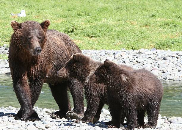 istock Mother grizzly with cubs by the river 145192698