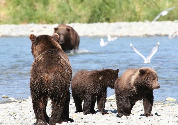 istock Mother grizzly bear protecting cubs by the river 145192701