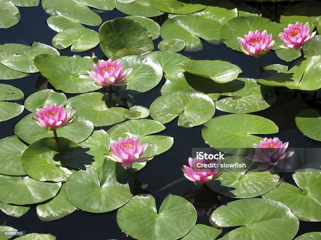 Seerosen - Lizenzfrei Aquatisches Lebewesen Stock-Foto