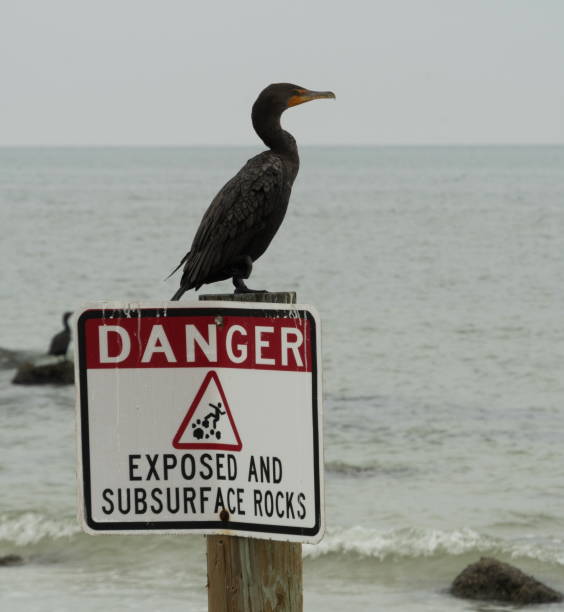 istock Double-Crest Cormorant sitting on a danger sign 1451928369