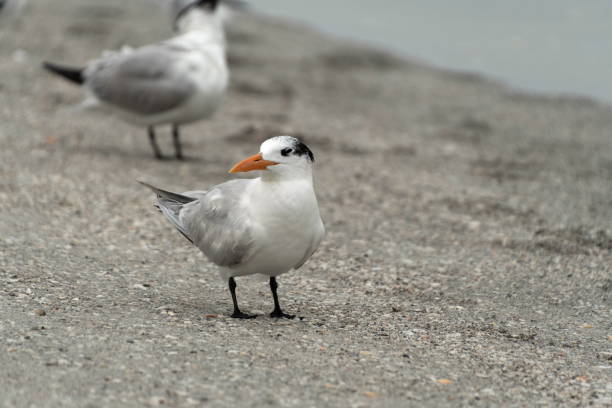 istock Royal Terns on aa beach near St Pete Beach -3 1451928413
