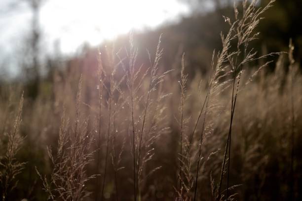istock Tall Grasses in Vermont 1451928455