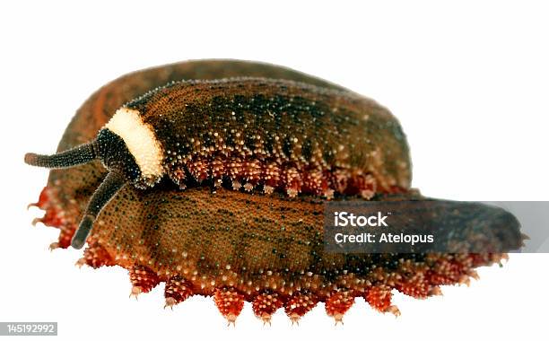 Peripatus Lub Velvet Worm - zdjęcia stockowe i więcej obrazów Aksamitna Glista - Aksamitna Glista, Amazoński las deszczowy, Ameryka Południowa