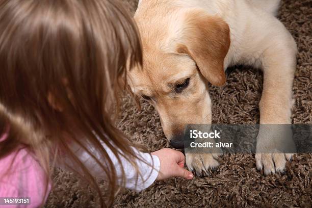Dog Theraphy Stock Photo - Download Image Now - Child, Therapy Dog, Animal Body