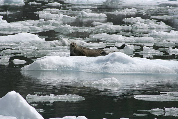 Guarnizioni in Alaska - foto stock