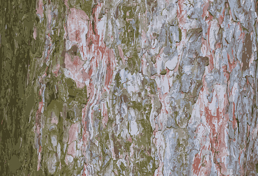 Realistic vector illustration of a pine bark close-up. Texture of Pinus strobus or Weymouth pine trunk. Background from living wood. Skin of the forest nature.