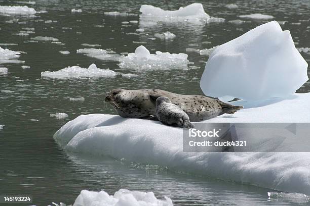 Guarnizioni In Alaska - Fotografie stock e altre immagini di Acqua - Acqua, Alaska - Stato USA, Ambientazione esterna