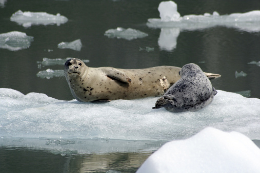 Two seals, a mother and her calf sit on a floating peace of ice in Alaska.