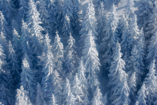 Pine trees covered by snow
