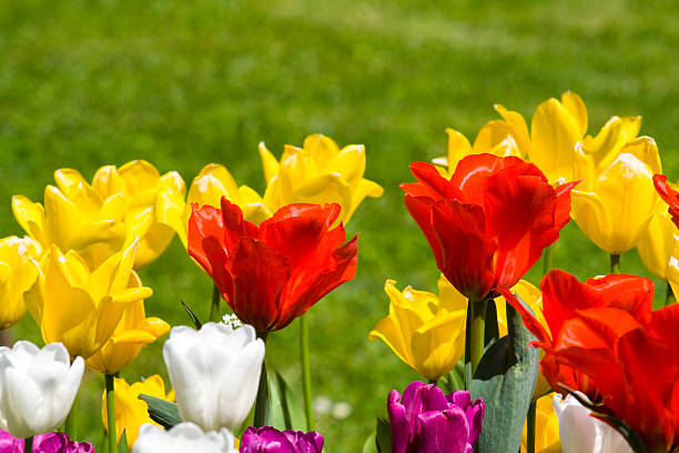 Multicolour tulips stock photo
