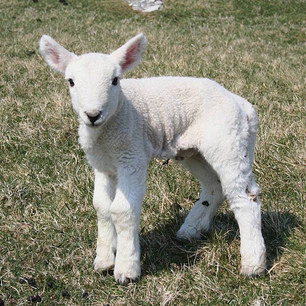 lamb close up close view of white curious lamb in field meek as a lamb stock pictures, royalty-free photos & images