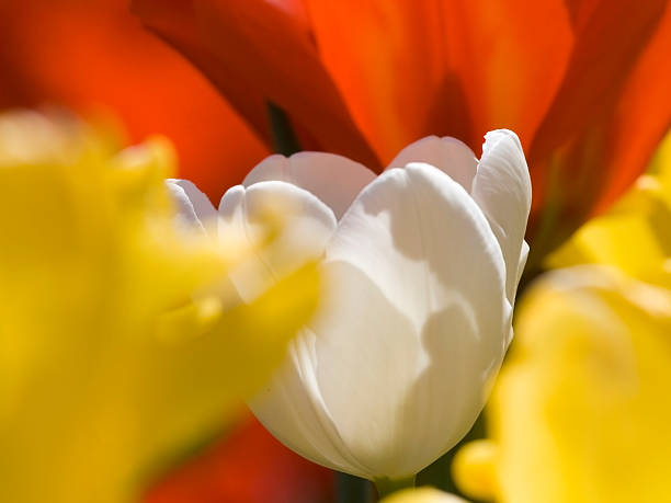 Multicolour tulips stock photo