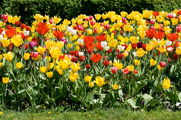 Multicolour tulips stock photo