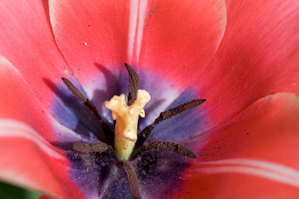 Tulip detail stock photo
