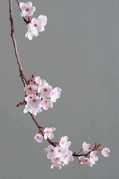 Cherry blossom stock photo