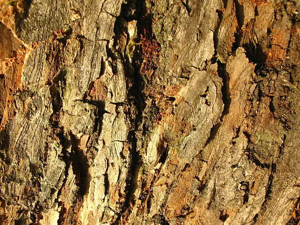 close-up of the bark of linden-tree 