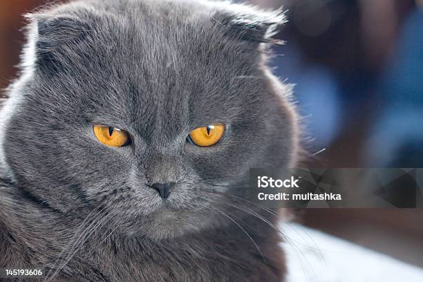 Scottish Fold Cat Stock Photo - Download Image Now - Animal, Animals Hunting, Close-up