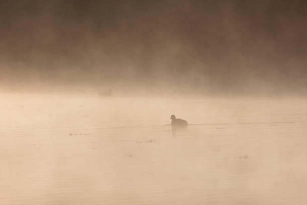 istock duck on lake in early morning haze 1451936413