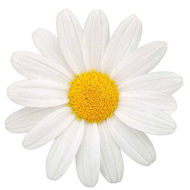 daisy - daisy white single flower isolated fotografías e imágenes de stock