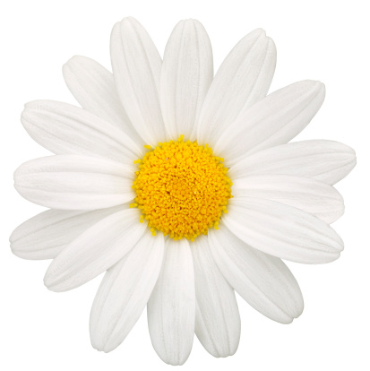 Daisy - hand made clipping path included