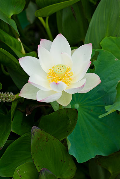 Magnífica flor de lótus - foto de acervo