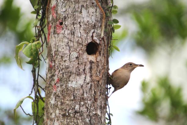 istock bird - wren - troglodytes musculus 1451937812