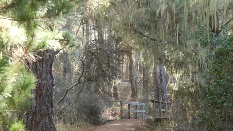 Path in forest wood or grove. Pine tree, lace lichen moss hanging. Wooden bridge