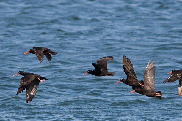 istock African Black Oystercatchers 145193830