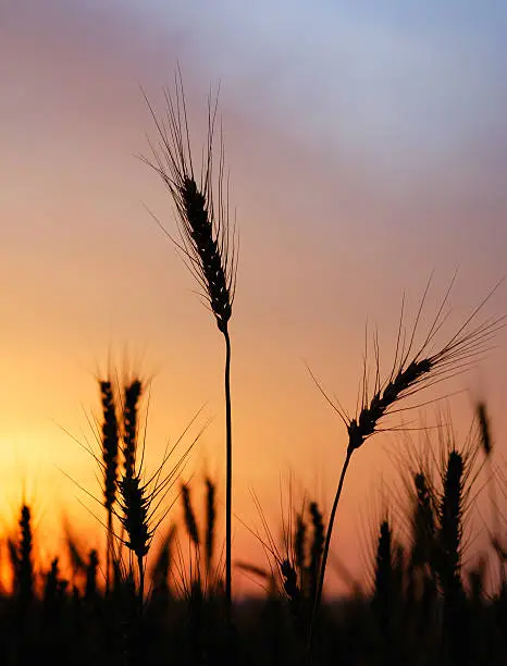 Photo of wheat at subset