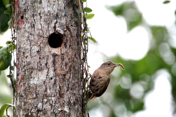 istock bird - wren - troglodytes musculus 1451938620