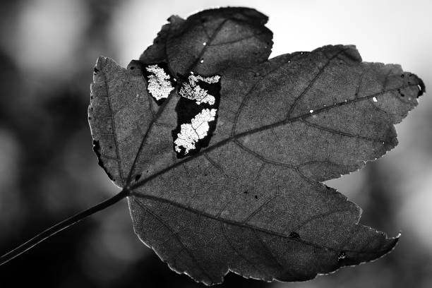 A grayscale of an autumn maple leaf