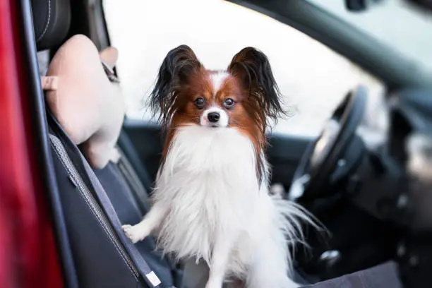 A small long-haired dog portrait in a car seat stands and looks ahead.