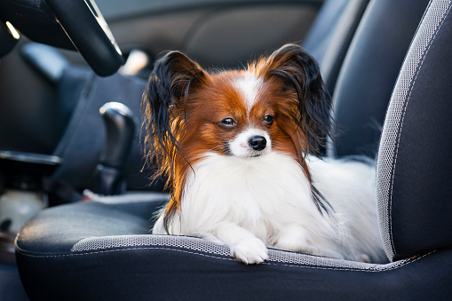 A close-up portrait of a small long-haired dog lies on the driver's seat in the car. Traveling with a dog