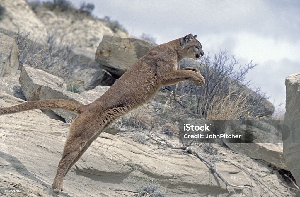 Cougar - Lizenzfrei Puma - Raubkatze Stock-Foto